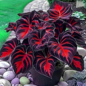 Peut inclure: Une plante en pot aux feuilles en forme de cœur, dotées d'une base allant du violet foncé au noir et de nervures rouge vif rayonnant depuis le centre. Le feuillage présente une texture veloutée et un motif marqué de rouge vif.