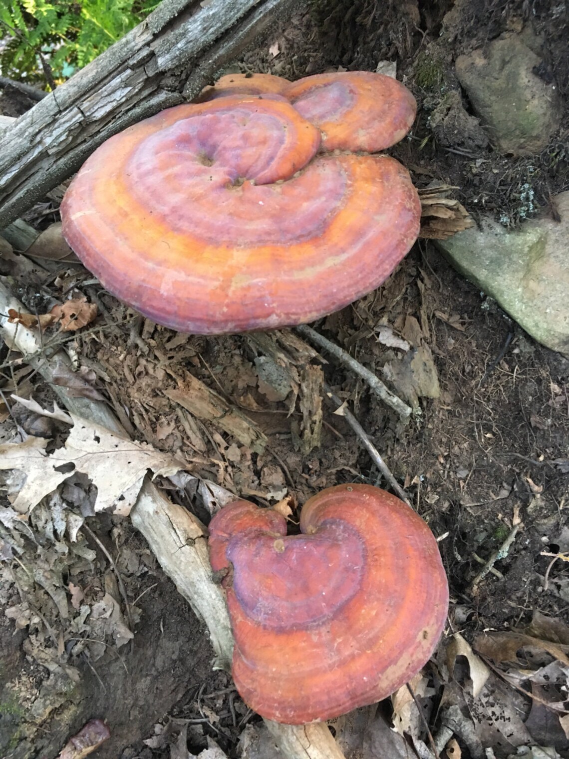Dried Mushroom Tea, Wood Mushroom, Dried Mushroom Wild Harvested