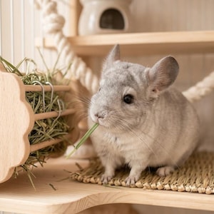 Könnte beinhalten: Ein hellgraues Chinchilla mit großen Ohren und dunklen Augen frisst einen grünen Grashalm. Das Chinchilla befindet sich auf einer hellen Holzplattform neben einer hölzernen Heuraufe mit getrocknetem Gras und einer geflochtenen Matte.