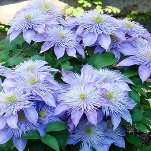 Easy-to-Grow Clematis Seeds, Elegant Flowering Climbing Vines, Pollinator-Friendly Garden Blooms
