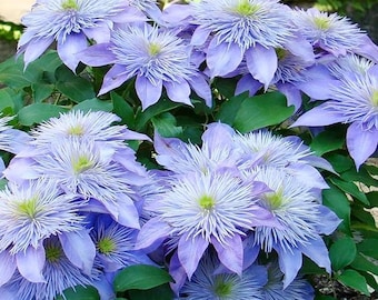 Easy-to-Grow Clematis Seeds, Elegant Flowering Climbing Vines, Pollinator-Friendly Garden Blooms