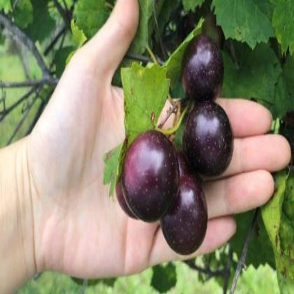 Muscadine Giant -the Largest Grapes We've Seen Sweet & Delicious Fresh ...