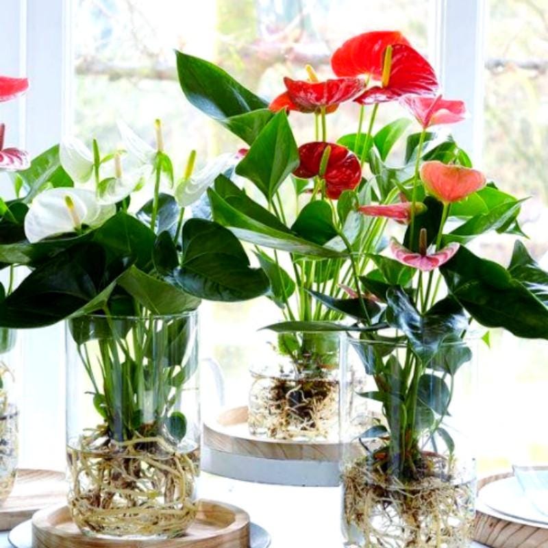 Anthurium seeds - Etsy.de