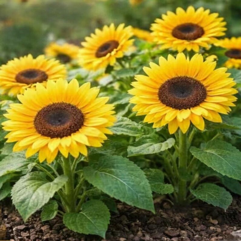 Dwarf Sunflower Seeds for Planting | Compact Yellow Blooms for ...