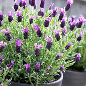 Può includere: Primo piano di una pianta di lavanda in vaso, con vibranti fiori viola e fogliame verde. La lavanda ha un aspetto unico con capolini viola scuro a forma di cono, sormontati da petali viola più chiari. La pianta è in un vaso grigio scuro.