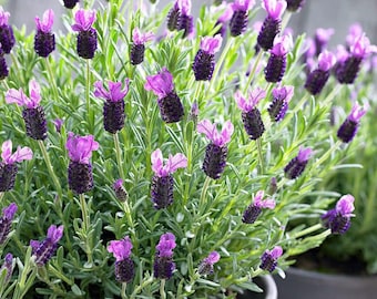 Semi di lavanda profumata, Lavandula Stoechas, pianta resistente per vasi da esterno e da patio.