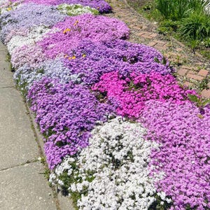 May include: A vibrant flower bed displays a variety of colorful blooms. The flowers range in shades of white, pink, purple, and lavender, creating a visually appealing display. The flowers are planted in a row along a sidewalk.