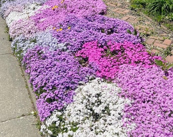 Mixed Creeping Phlox Seeds 2000 Pcs Perennial Hardy Ground Cover Spring Blooms Low-Growing Non-GMO Ideal for Borders Slopes & Rock Gardens