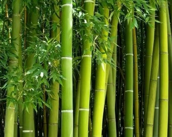 Semillas de bambú gigante para plantar - Más de 500 semillas de bambú verde gigante, exótico y de rápido crecimiento, ideal para crear una pantalla de privacidad.