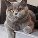 PurrrfectPaper
