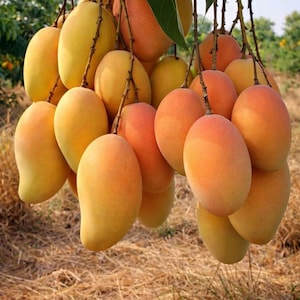Könnte beinhalten: Eine große Ansammlung reifer Mangos, die an einem Ast hängen. Die Früchte sind oval geformt, haben eine glatte Schale und zeigen einen Farbverlauf von leuchtendem Gelb bis hin zu warmen Orange- und rötlichen Rosatönen, begleitet von grünen Blättern.