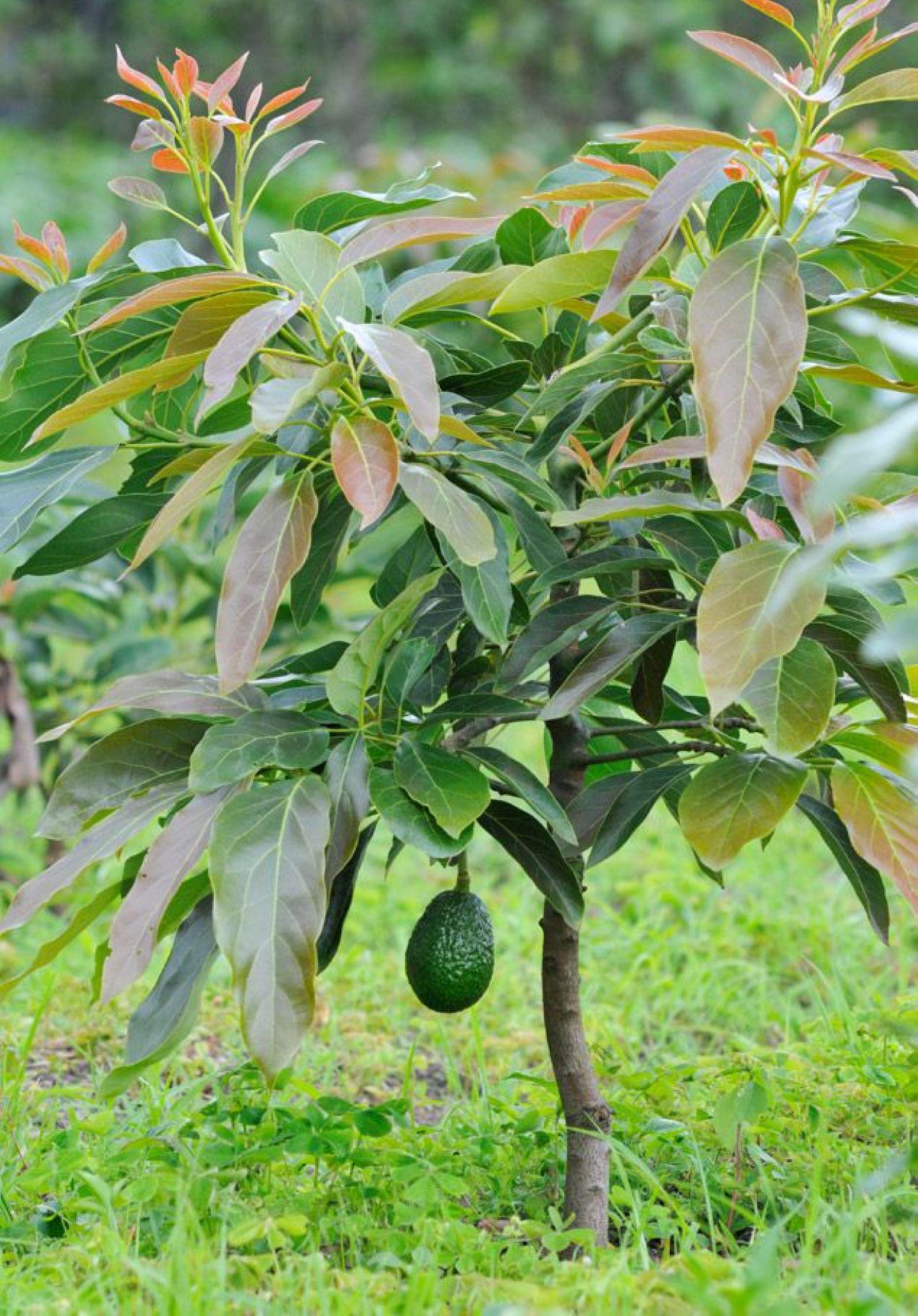 Grafted avocado tree - Etsy 日本