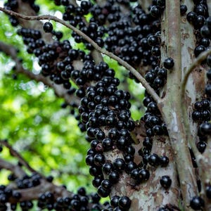 Planta joven de jaboticaba sabara, árbol frutal tropical vivo