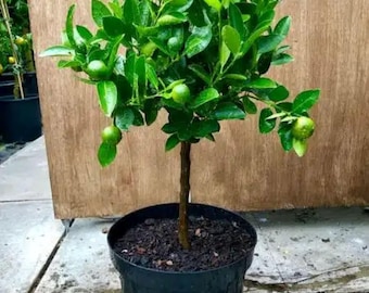 Geënte Calamansi-citrusplant Levende fruitboom Jong calamondin-boompje