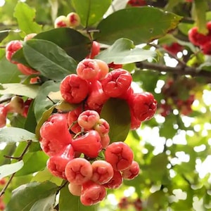 May include: A close-up of a cluster of red rose apples, or wax apples, on a tree. The fruits are a deep red hue and have a bell-like shape. The leaves are a rich green, providing a natural contrast to the fruit.