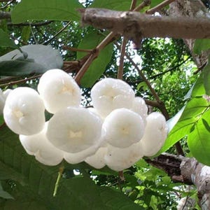 May include: A cluster of white wax apples hanging from a tree branch. The fruit has a smooth, bell-shaped appearance with a glossy finish and a small indentation at the base. The surrounding foliage consists of dark green, oval-shaped leaves.