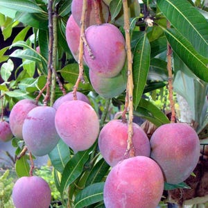 Sadzonka czerwonego mango: żywa sadzonka tropikalnego drzewa owocowego