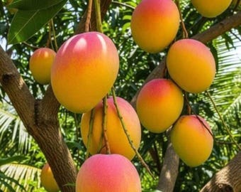 Grafted Mango Plant Live Tropical Fruit Tree Young Mango Sapling