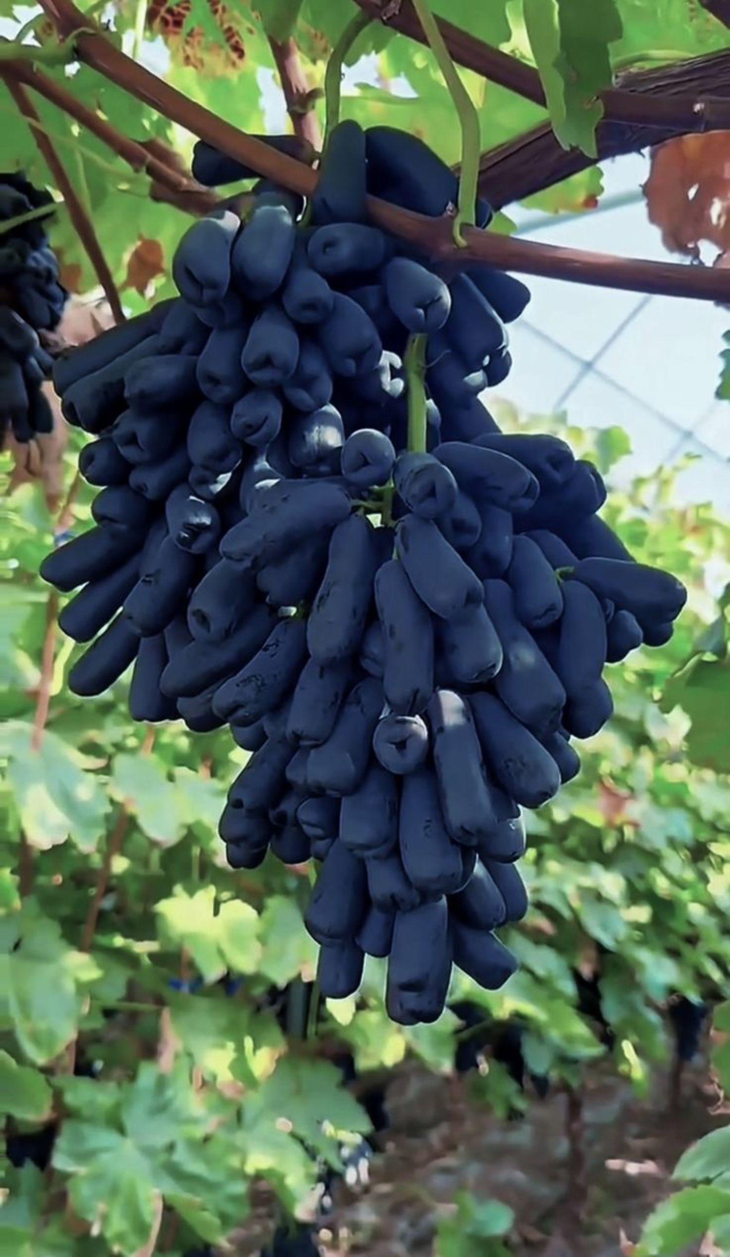 Sweet sapphire grapes - Etsy 日本