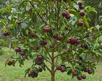 Piantina di mangostano sana, giovane albero da frutto vivo