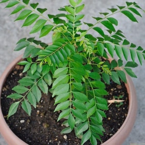Op de afbeelding: Een kerriebladplant met levendig groene, geveerde bladeren in een ronde, lichtbruine plastic pot gevuld met donkere potgrond. De plant heeft meerdere stengels die naar buiten vertakken met kleine, puntige blaadjes in paren gerangschikt.