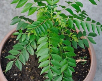 Curryblatt Pflanze Lebende frische Kräuterbaum Aromatische Kulinarische Gärten