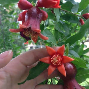Junger, lebender Granatapfelbaum