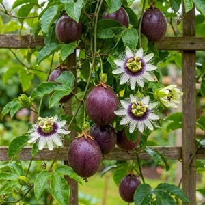 Planta joven de maracuyá morada, enredadera tropical viva, planta joven de maracuyá en maceta de vivero.