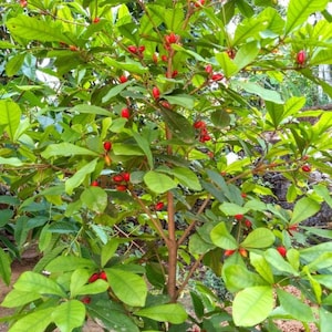 Può includere: Primo piano di un piccolo albero con foglie verdi e bacche rosse. L'albero ha un tronco e rami marroni. Le foglie sono di forma ovale e le bacche sono piccole e ovali. L'albero è in un ambiente naturale.