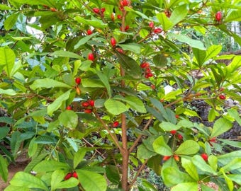 Wunderbeere-Starterpflanze Lebende Südfruchtpflanze Süßstrauch im Blumentopf