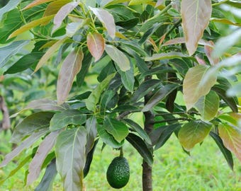 Planta joven de aguacate, árbol frutal tropical vivo.