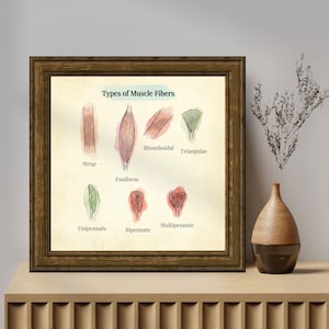 Op de afbeelding: Een vierkante ingelijste educatieve print getiteld Types of Muscle Fibers, met aquarelachtige illustraties van strap, fusiform, rhomboidal, triangular, unipennate, bipennate en multipennate spiervormen met zwarte tekstlabels voor elk onderdeel.