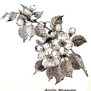May include: Detailed black and white illustration of apple blossoms. The image features a branch with leaves, buds, and open flowers. The text "Apple Blossoms" is printed at the bottom.
