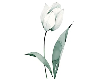 White Tulip Watercolor Print | Minimalist Sage Green Botanical Wall Art (Digital Download)