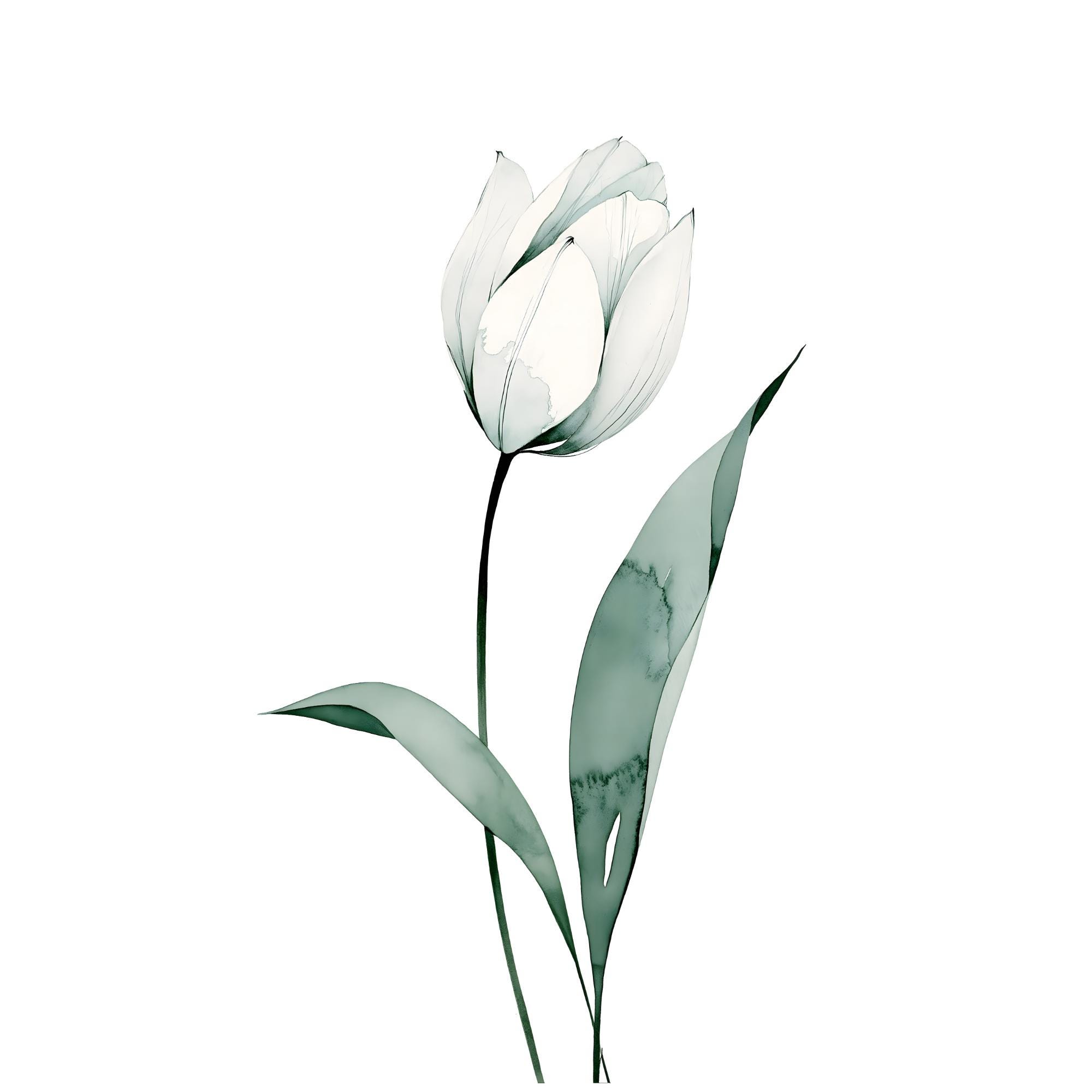 White Tulip Watercolor Print | Minimalist Sage Green Botanical Wall Art (Digital Download)