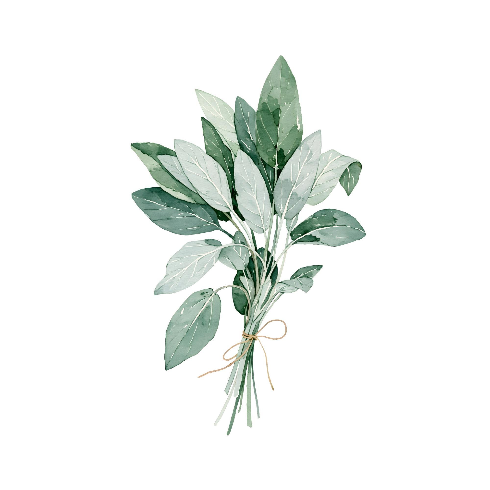 Sage Bundle Watercolor Print | Botanical Kitchen Wall Art (Instant Download)