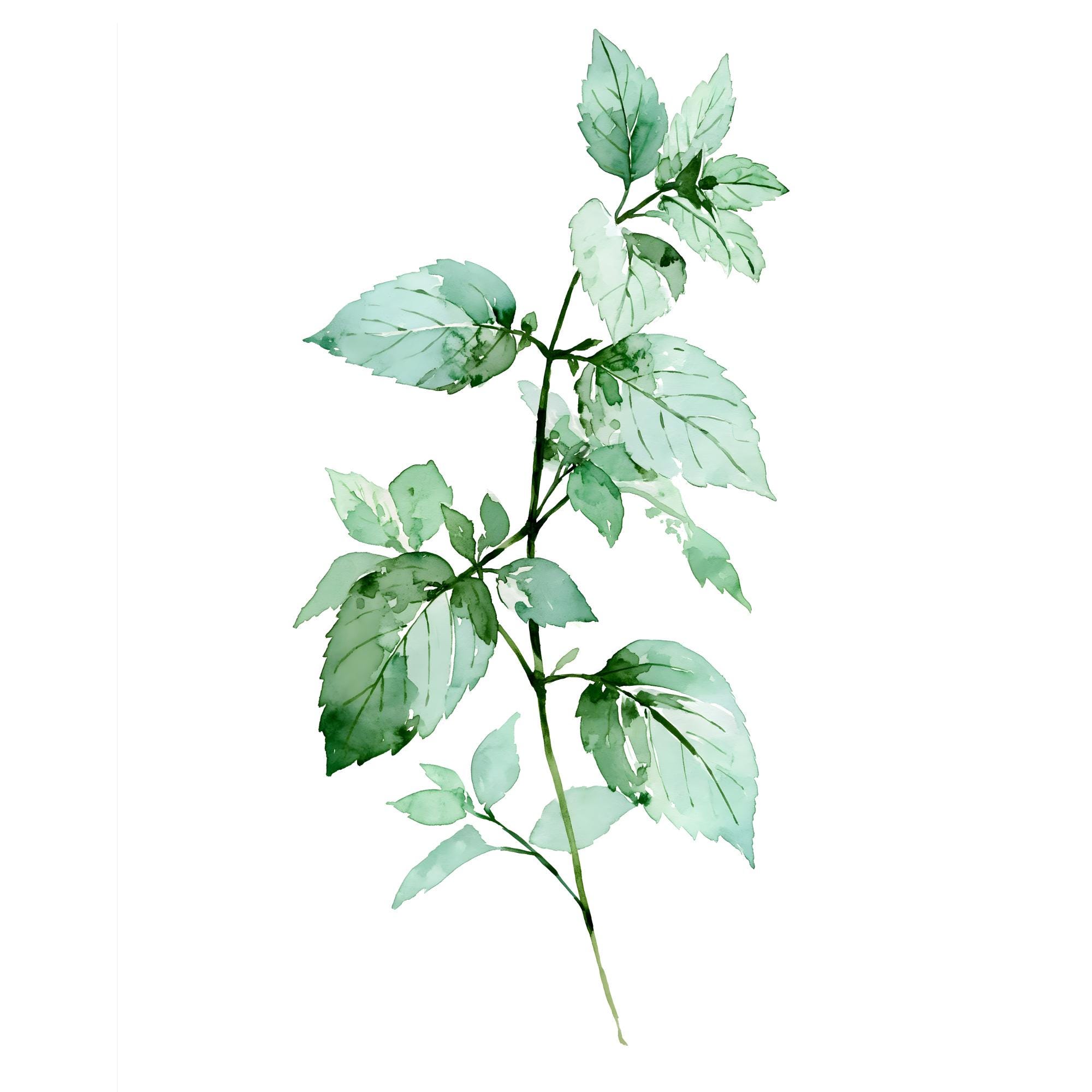 Mint Sprig Watercolor Print | Botanical Kitchen Wall Art | Green Herb Printable Instant Download