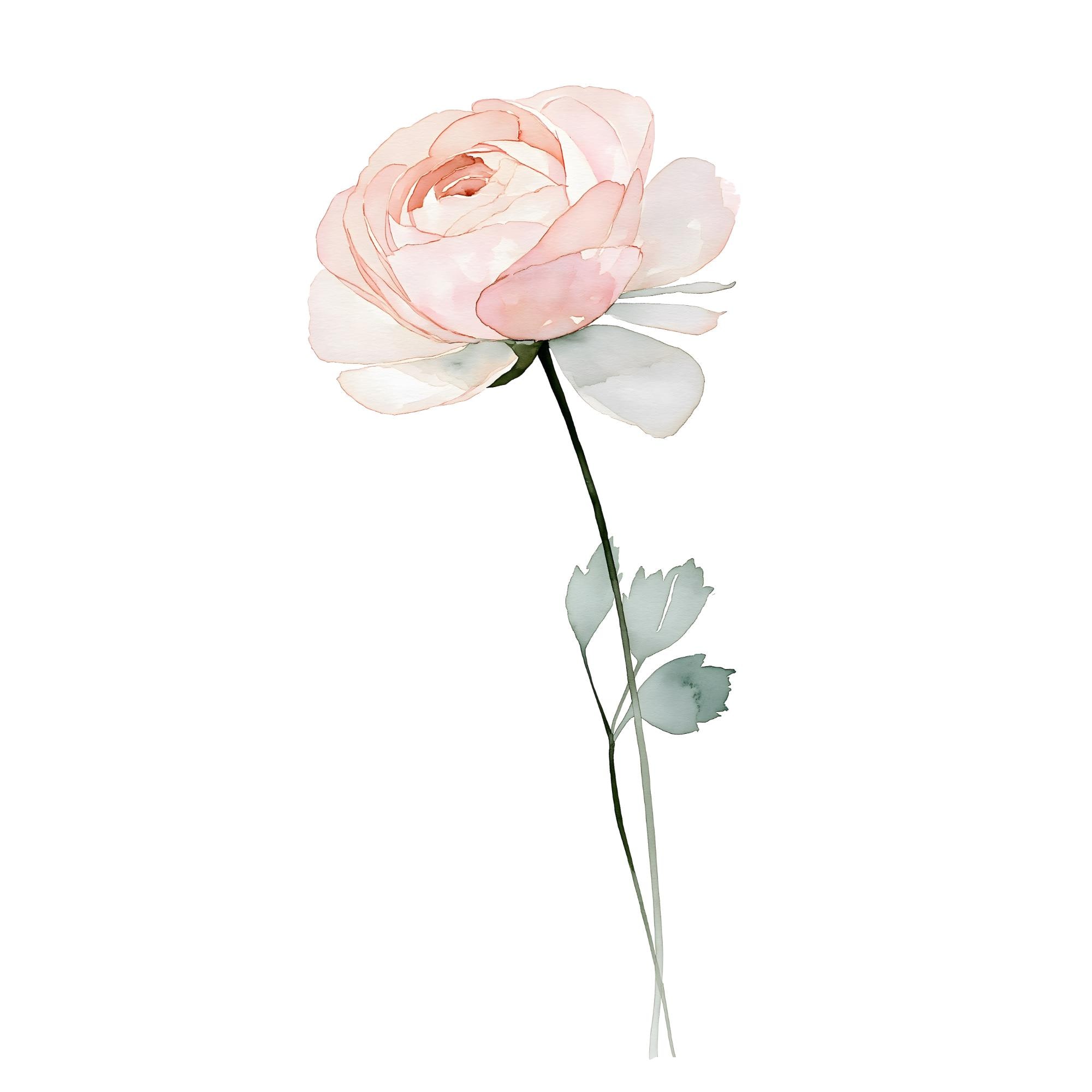 Blush Ranunculus Watercolor Print | Pink Floral Nursery Wall Art | Minimalist Botanical Decor | Instant Download