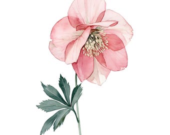 Hellebore Watercolor Print | Pink Winter Botanical Wall Art | Blush Floral Home Decor | Instant Download