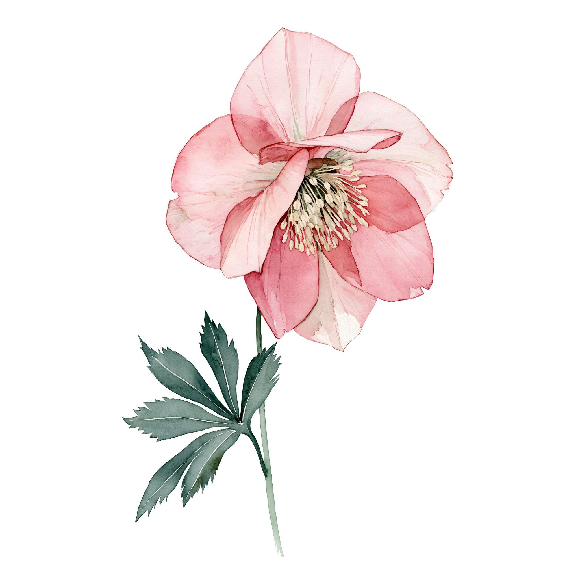 Hellebore Watercolor Print | Pink Winter Botanical Wall Art | Blush Floral Home Decor | Instant Download