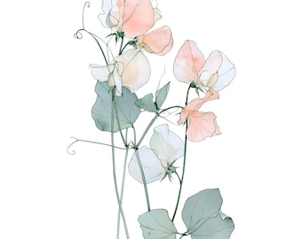 Sweet Pea Watercolor Print | Blush Floral Wall Art for Bedroom Decor | Botanical Instant Download