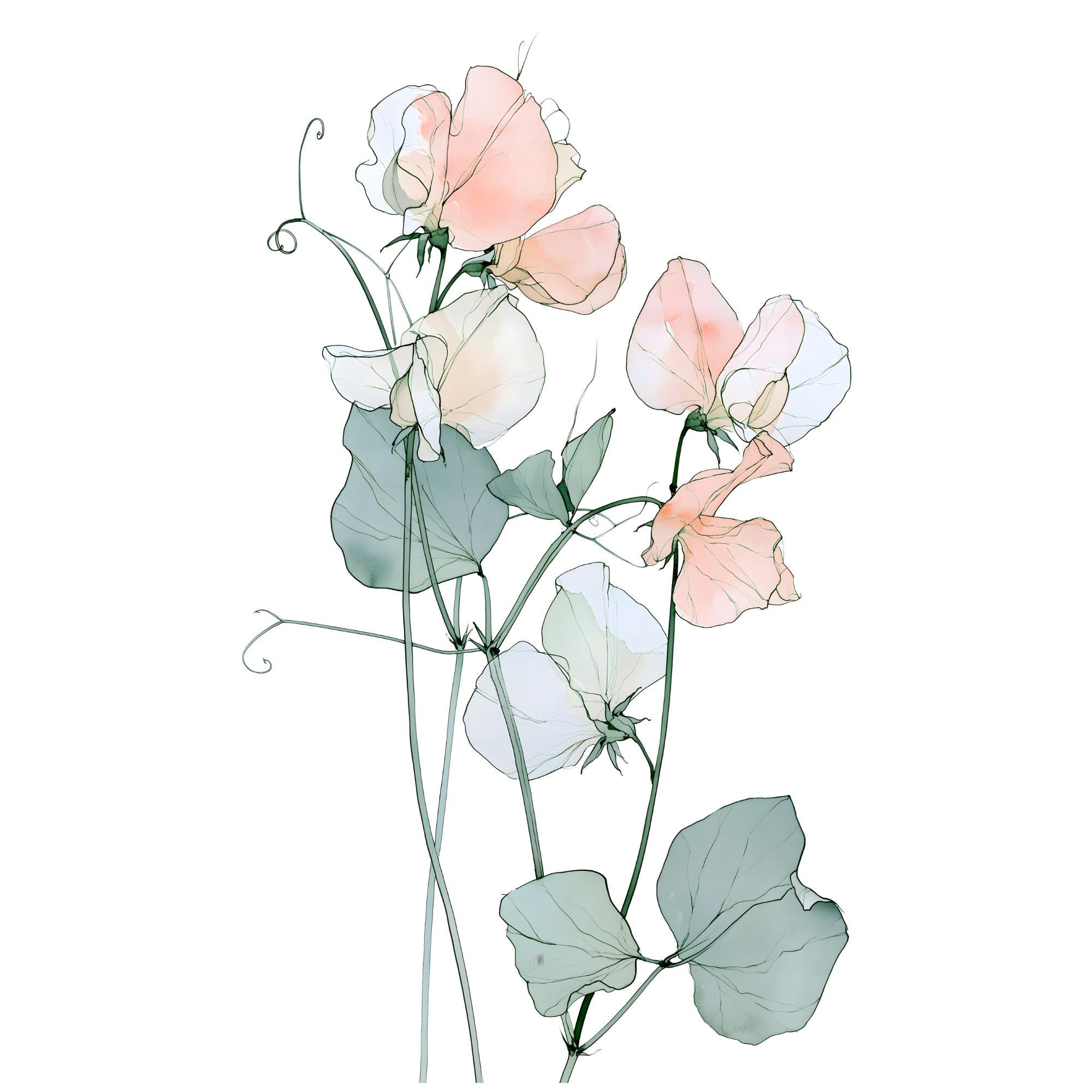 Sweet Pea Watercolor Print | Blush Floral Wall Art for Bedroom Decor | Botanical Instant Download