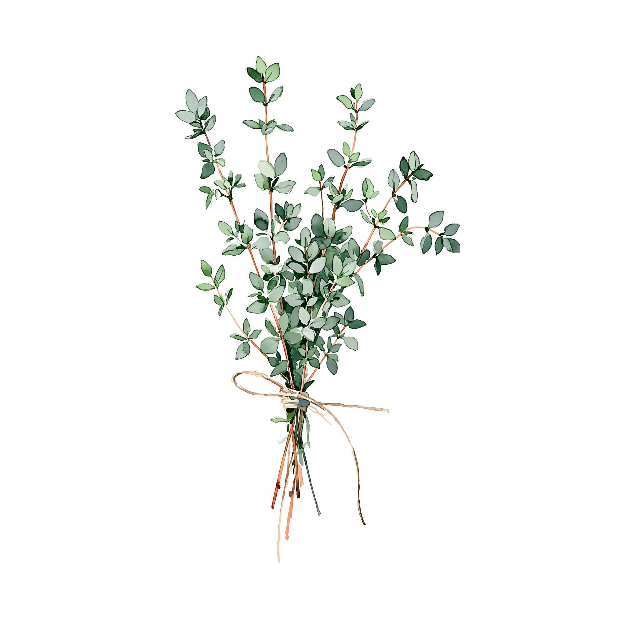 Thyme Watercolor Print | Botanical Kitchen Wall Art | Herb Bundle Painting | Minimalist Printable Decor