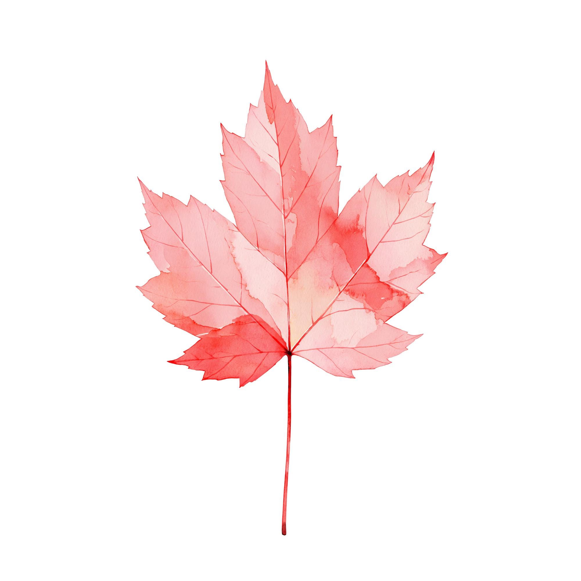 Maple Leaf Watercolor Print | Sugar Maple Wall Art | Crimson Botanical Decor | Instant Download