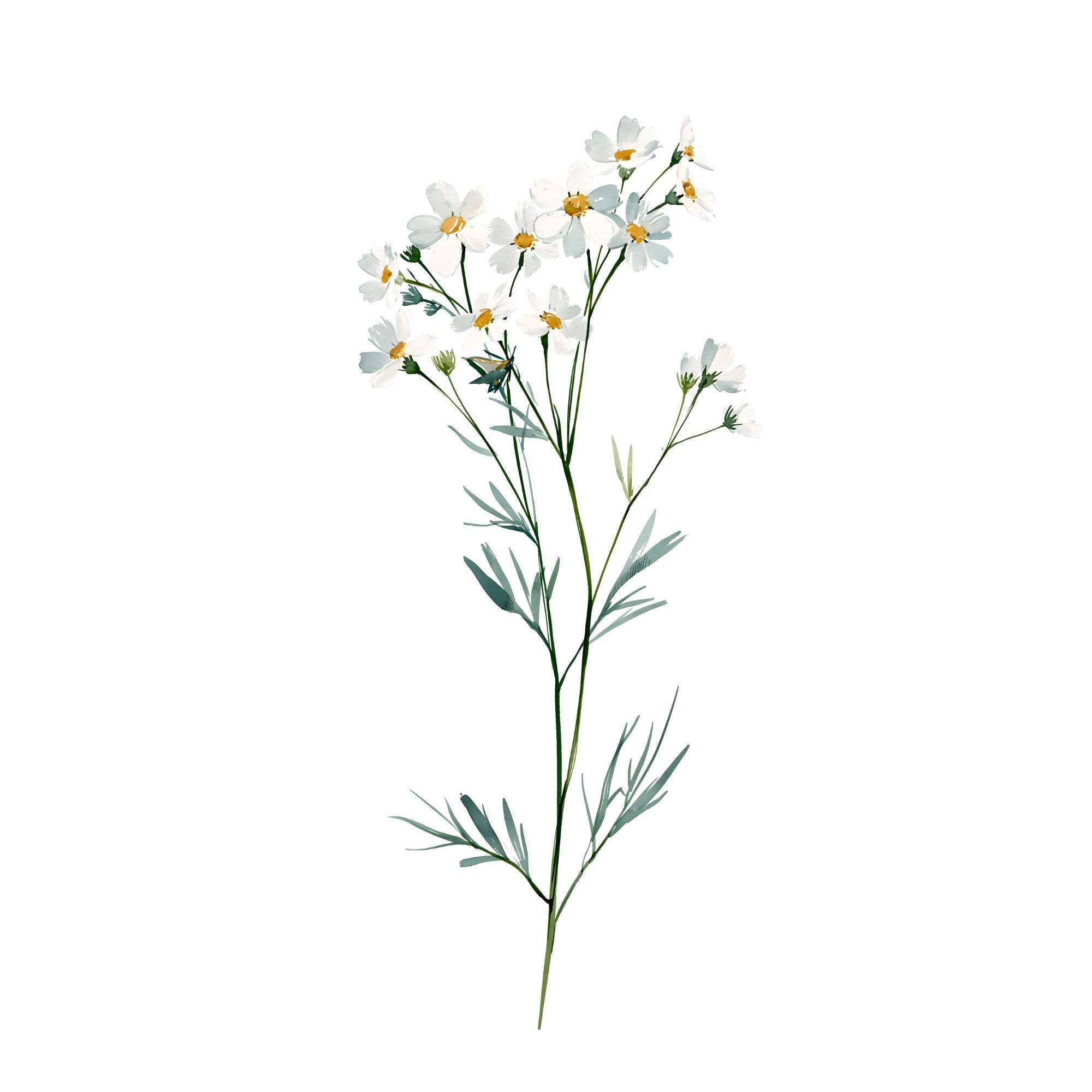 Wildflower Watercolor Print | Minimalist Botanical Wall Art | White Daisy Sprig Cottagecore Decor | Printable Download