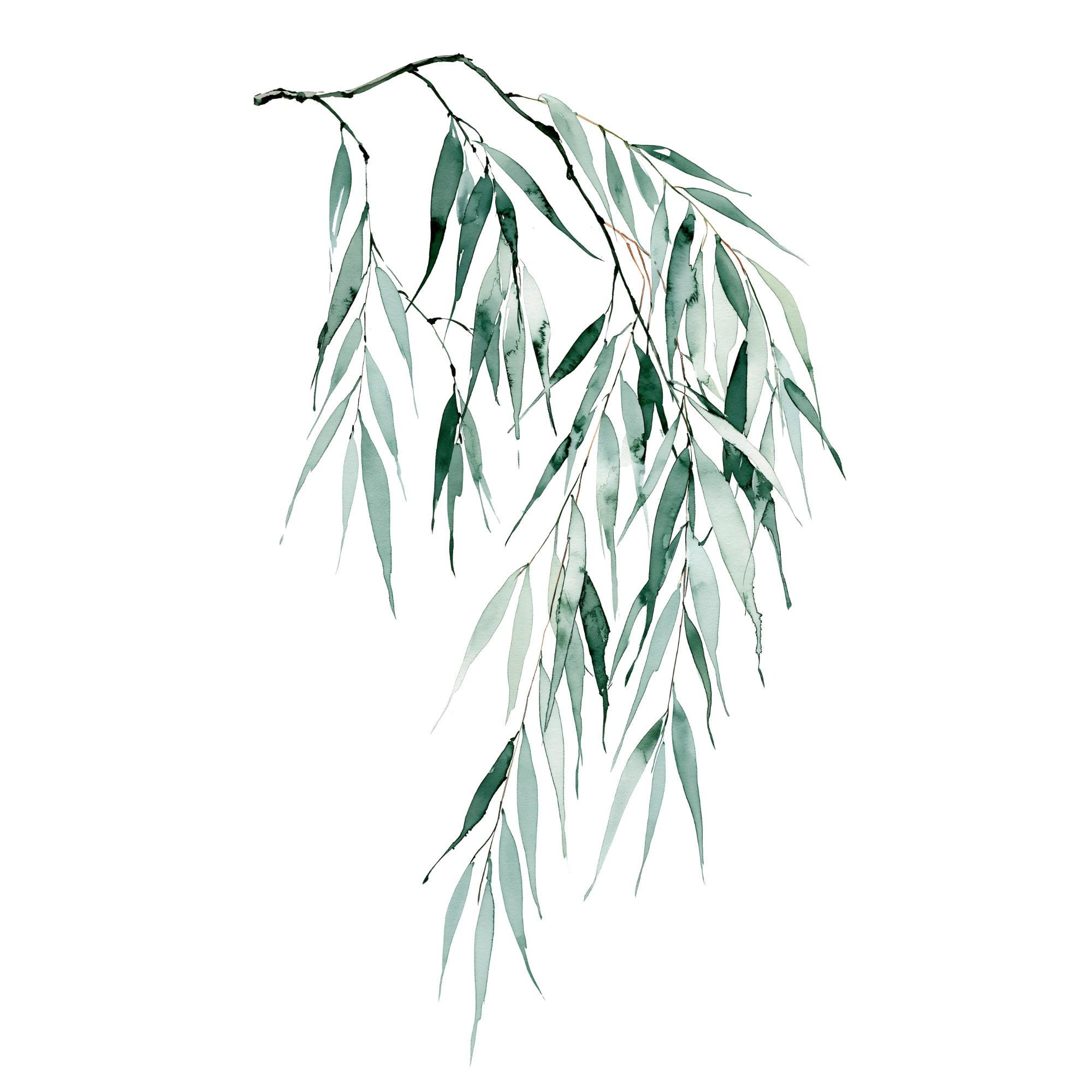 Willow Branch Watercolor Print | Sage Green Botanical Wall Art | Japandi Home Decor Instant Download