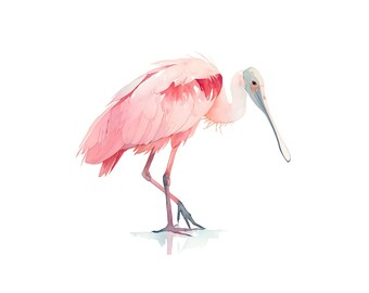 Watercolor Roseate Spoonbill Print | Pink Bird Coastal Wall Art (Digital Download)