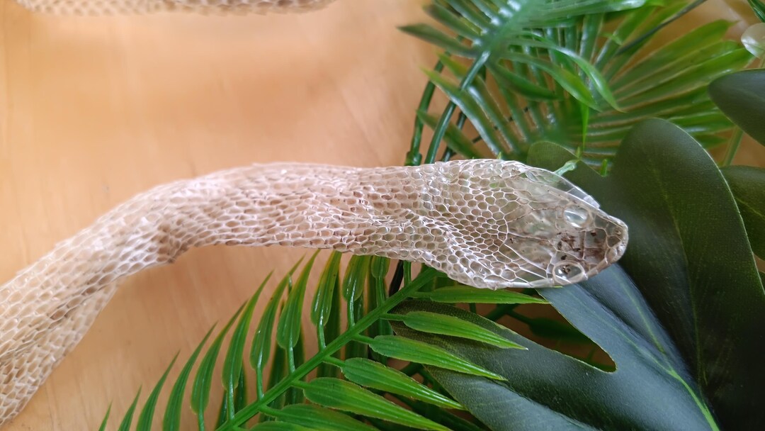 Image result for COMPLETE Natural Cornsnake Skin Shed | Head - Tail Tip | (1,35m) - Etsy