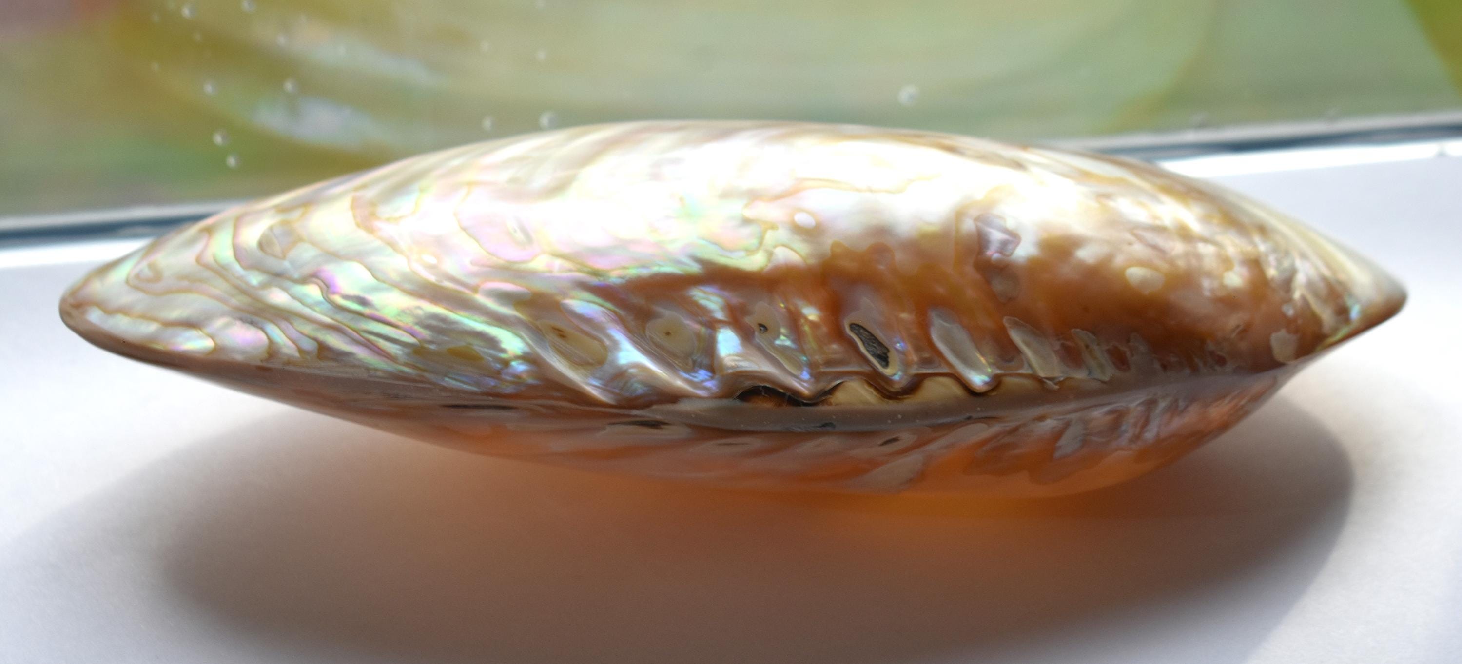 Mother Shell Mother of Pearl Nacre Shell Polished Natural Whole Iridescent 8.5