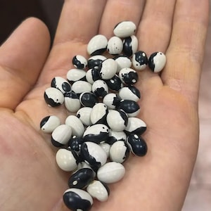 May include: A handful of black and white beans, each with a unique pattern. The beans are oval-shaped and have a smooth texture. The black markings vary in size and shape, creating a visually interesting contrast against the white background. The beans are a natural food product.